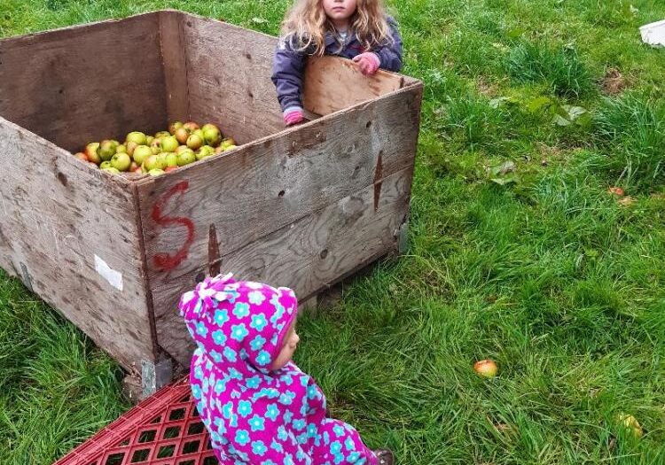 Harvesting apples for our TKfarm apple juice