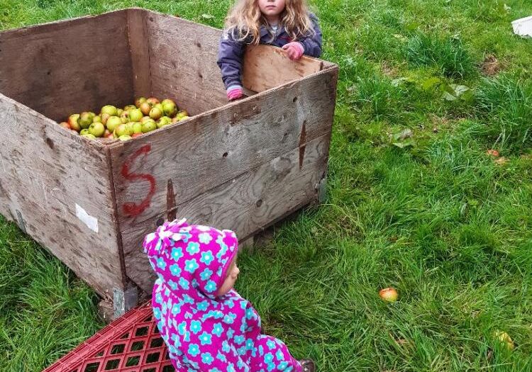 apple Harvesting apples for our TKfarm apple juice